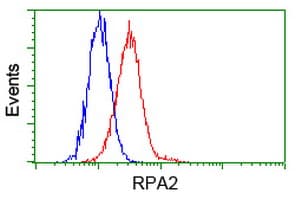 RPA2 / RFA2 / RPA34 Antibody (clone OTI3A12, Carrier-free)