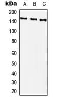 PLCG2 / PLC Gamma 2 Antibody (phospho-Tyr759)