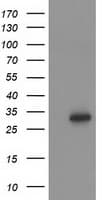 HOXC11 Antibody (clone OTI4B8)
