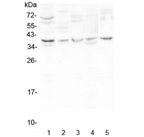 CD24 Antibody