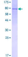 Human MAPK9 / JNK2 Protein (Recombinant GST)