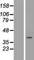 ARMCX5 Protein (Over-Expression Lysate Myc-DDK (Flag))
