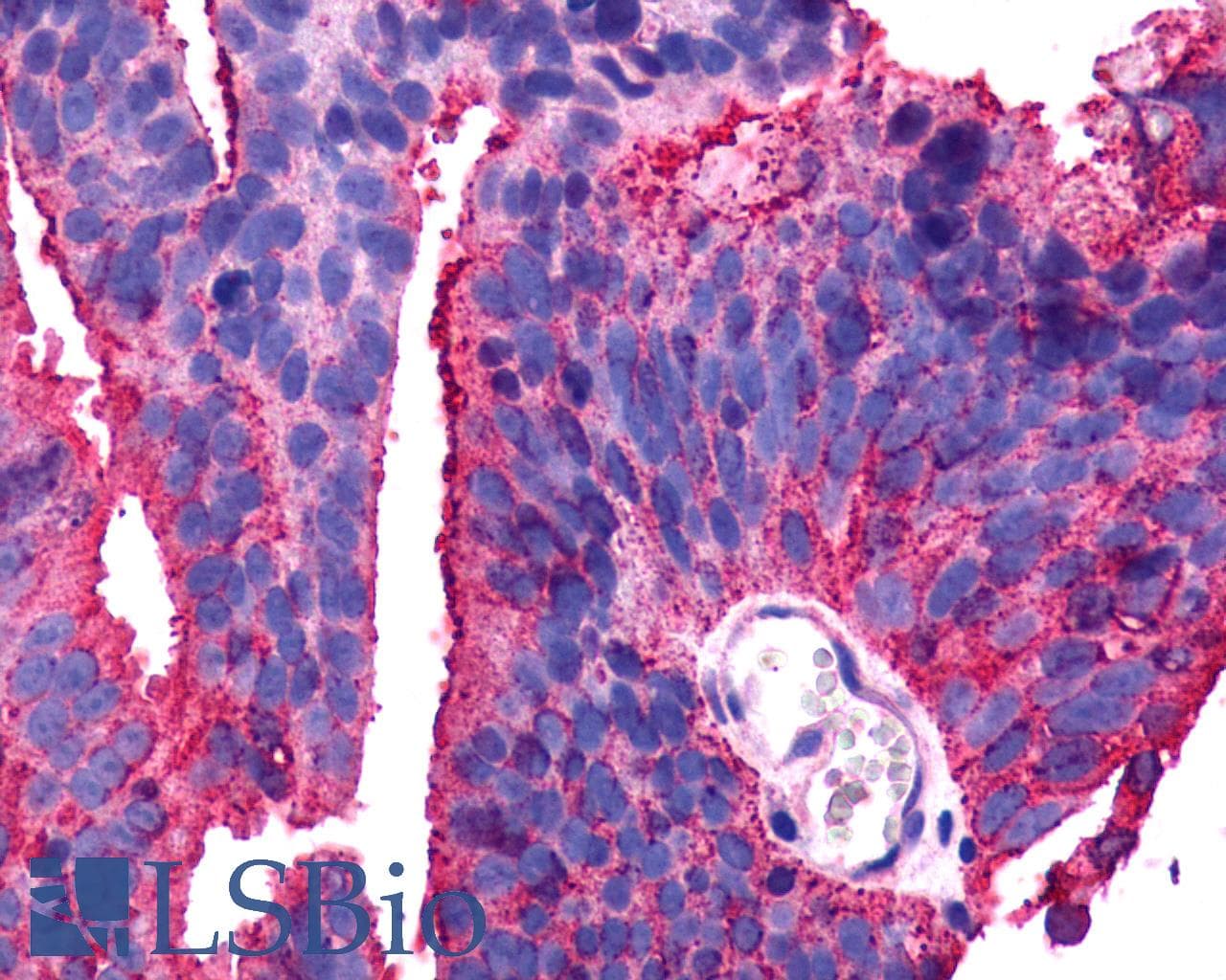 PathPlus™ Polyclonal Rabbit anti-Human TPRA1 / GPR175 Antibody (N-Terminus, IHC)