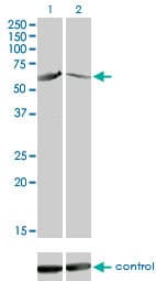IHC-plus™ CAMK4 / CaMK IV Antibody (clone 1A3)