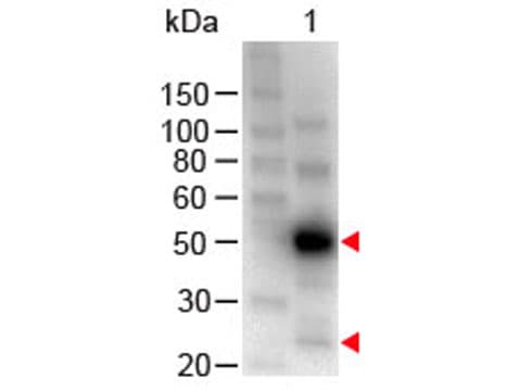 Polyclonal Chicken Anti-Human IgG Secondary Antibody (HRP, IHC, WB)