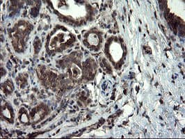 SKIL / SNO / SnoN Antibody (clone OTI3E9)