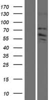 ZDHHC8 Protein (Over-Expression Lysate Myc-DDK (Flag))