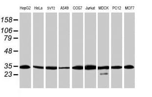 PSMA6 Antibody (clone OTI1F3, Carrier-free)