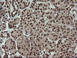 PCDH7 Antibody (clone OTI1F7)
