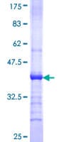 Human MGAT4A Protein (Recombinant GST, N-terminus)