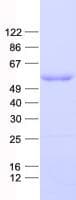 Human TFDP2 / DP2 Protein (Recombinant His, N-Terminal)