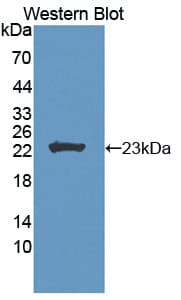 FGF11 / FGF-11 Antibody (aa44-212, Cy3)