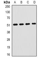 HPX / Hemopexin Antibody