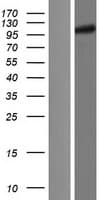 UNK Protein (Over-Expression Lysate Myc-DDK (Flag))
