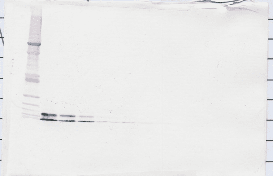 Retnlg / Fizz3 Antibody (Biotin)
