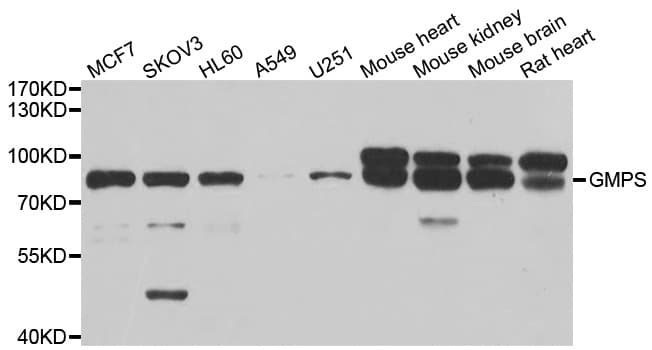 GMPS / GMP Synthase Antibody