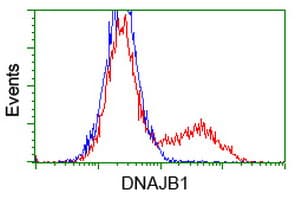 DNAJB1 / Hsp40 Antibody (clone OTI1H8, Carrier-free)