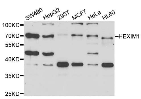 HEXIM1 Antibody