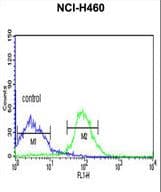 FKBP9 Antibody (aa51-80)