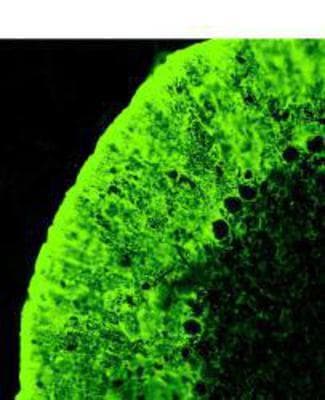 PathPlus™ Polyclonal Rabbit anti-Rat SLC1A3 / EAAT1 Antibody (aa500-542, IHC, WB)