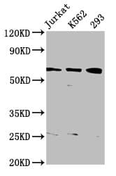 Polyclonal Rabbit anti-Human ELP3 Antibody (IF, WB)