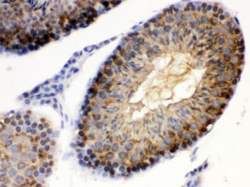 HSP90AA / HSP90 Alpha Antibody