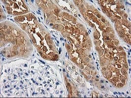 CTH / Cystathionase Antibody (clone OTI1E12, Carrier-free)