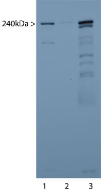 IHC-plus™ Polyclonal Rabbit anti-Human SPTAN1 / Alpha Fodrin Antibody (IHC, IF, WB)