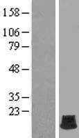 H2AFB2 Protein (Over-Expression Lysate Myc-DDK (Flag))