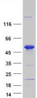 Human SNX15 Protein (Recombinant Myc-DDK (Flag))