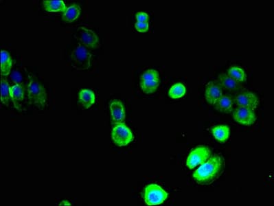 SLC22A9 / OAT7 Antibody