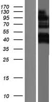 TXLNG Protein (Over-Expression Lysate Myc-DDK (Flag))
