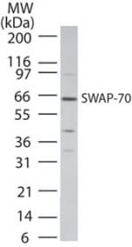 SWAP70 Antibody (aa300-350)