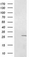 OTUB2 Antibody (clone OTI6F7)