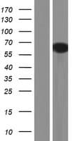 Human SYN3 / Synapsin III Protein (Over-Expression Lysate Myc-DDK (Flag))