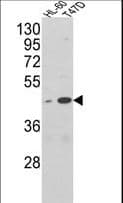 AHSA1 / AHA1 Antibody (aa1-30)