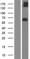 ADGRL2 / LPHN2 Protein (Over-Expression Lysate Myc-DDK (Flag))