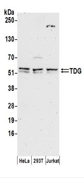 TDG / Thymine DNA Glycosylase Antibody (aa360-410)