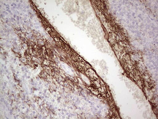 CSF1 / MCSF Antibody (aa223-496, clone OTI2D6)