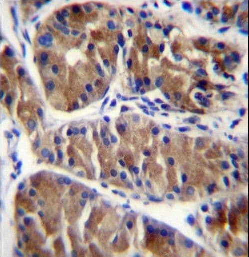 ENOX2 Antibody (aa1-30)