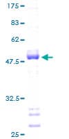 Human CD48 Protein (Recombinant GST)