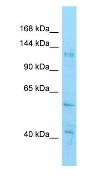 HDAC6 Antibody (C-Terminus)