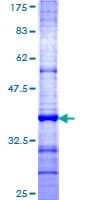 Human TSPAN1 / TM4SF Protein (Recombinant GST, N-terminus)