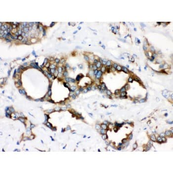 TMEM173 / STING Antibody (aa284-316)