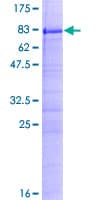 Human LEREPO4 / ZC3H15 Protein (Recombinant GST)