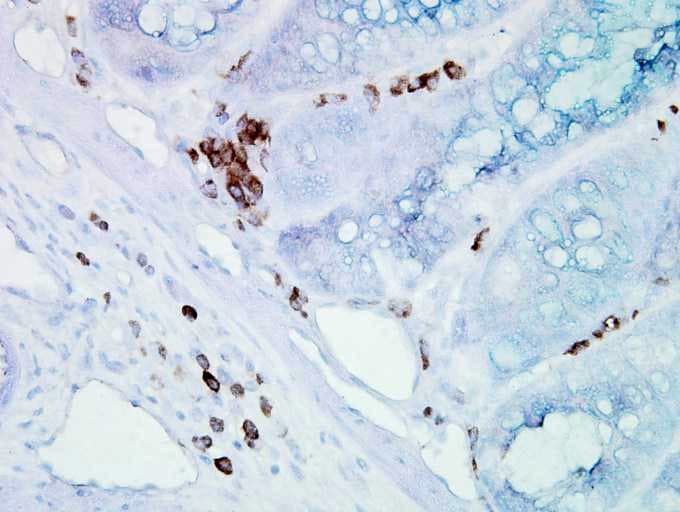 Monoclonal Mouse anti-Chicken HSPA8 / HSC70 Antibody (clone BB70, IHC, WB)