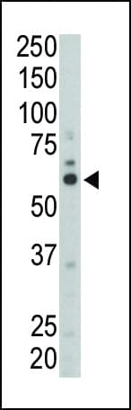 SYN / FYN Antibody (aa13-43)