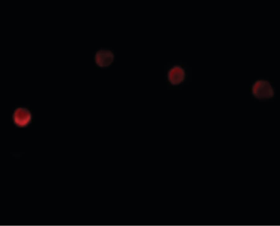 IHC-plus™ PLAC1 Antibody