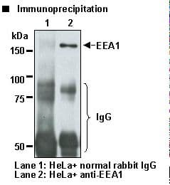 IHC-plus™ Polyclonal Rabbit anti-Human EEA1 Antibody (IHC, WB)