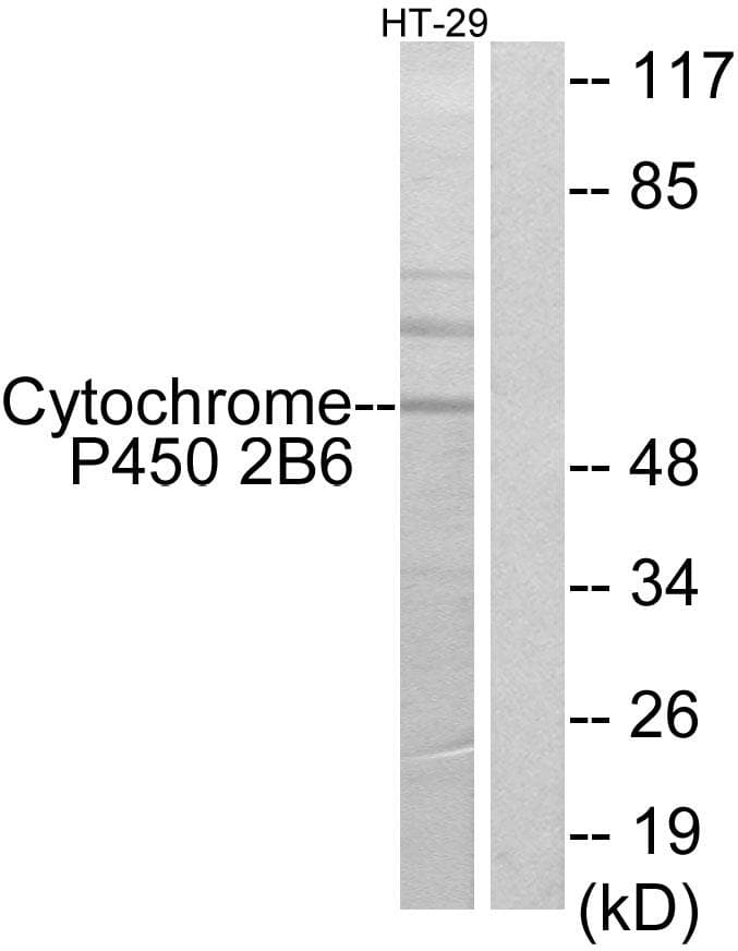 CYP2B6 Antibody